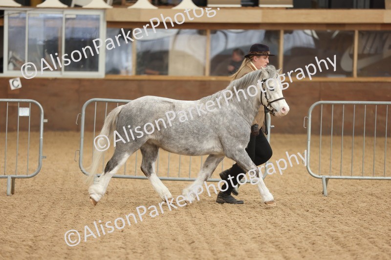 20251109-0605 - Class 22 - Geldings 4 Years and over