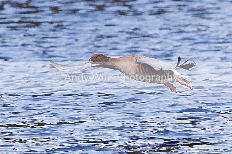 20120303-_MG_9117 - Pink-footed Goose