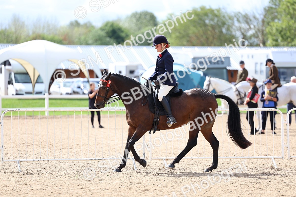 SBM_13295 - Class 311 - Ridden Show Pony Show Hunter Pony