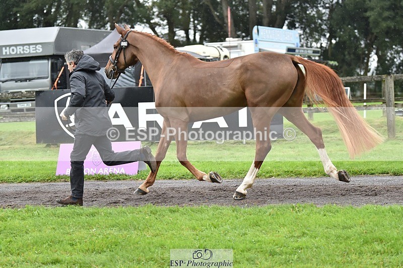 231018-124436-00489 - 059-MINNIE.MANOEUVREZ-Mark.Ford-TrotUp