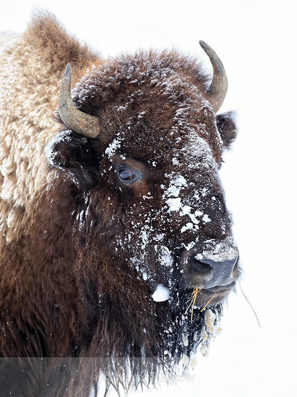 Bison head close-up, Yellowstone National Park, Wyoming, USA - Bison