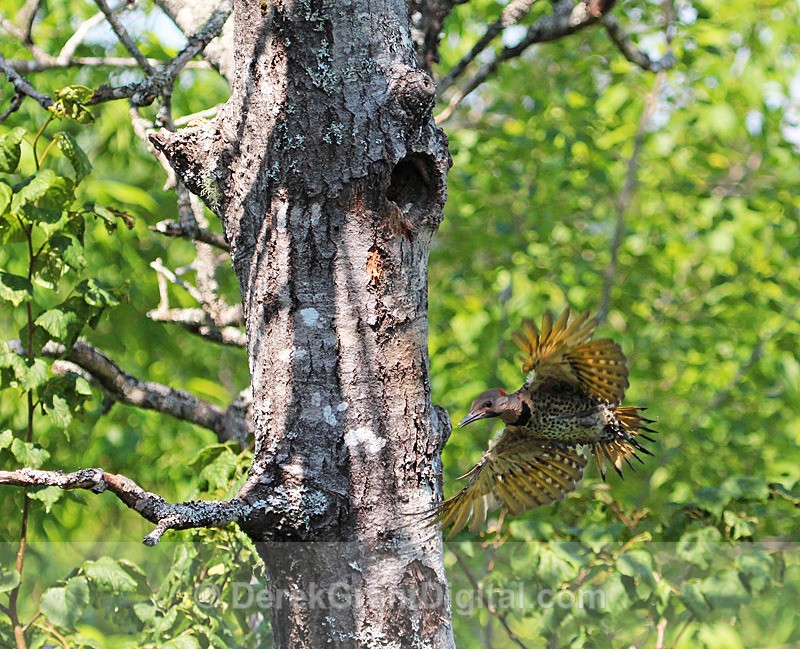 First Flight of the Fledgling Flicker - Birds of Atlantic Canada