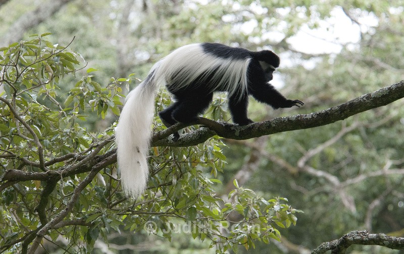 Colobus Monkey - Tanzania Birds and Mammals