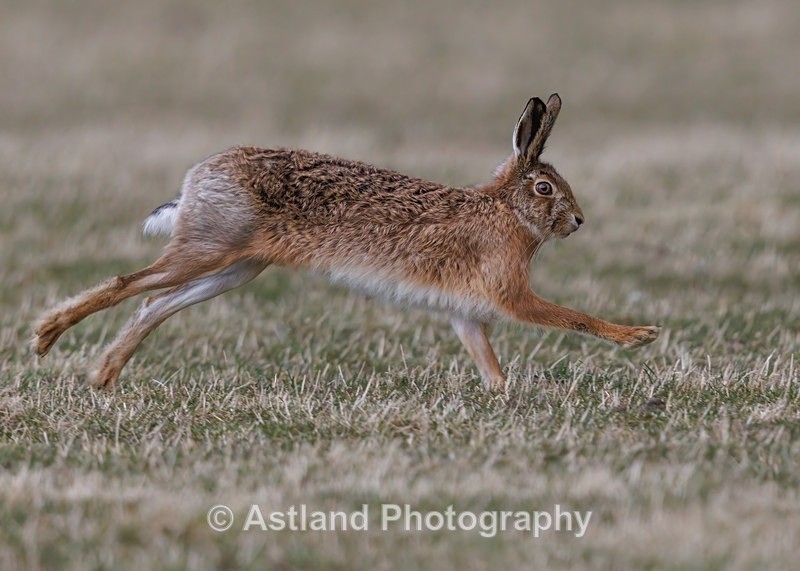 Brown Hare - Latest Images