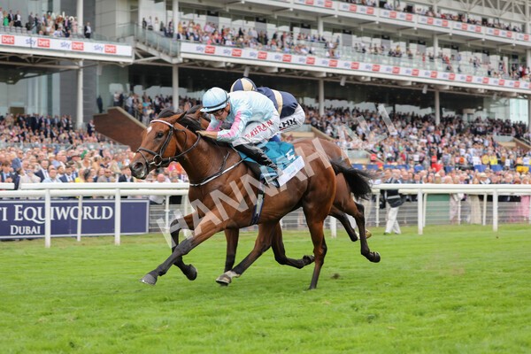 yr18082022r6-37 - Race 6 4.45 pm OR8wellness ebfstallions Nursery Handicap