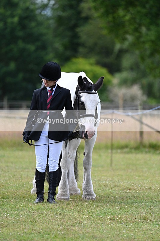 WJ7_7156 - Class 5a Most Handsome Gelding in Hand