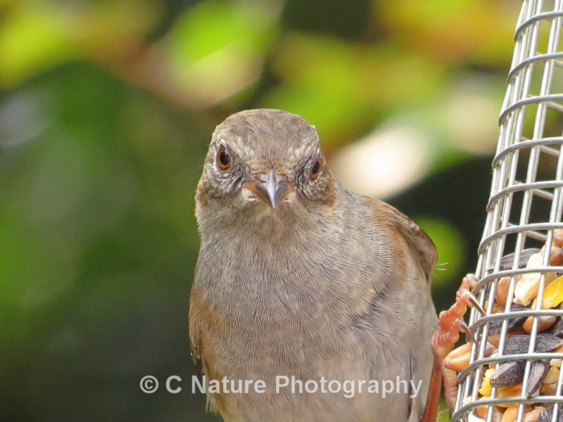 Dunnock - Birds