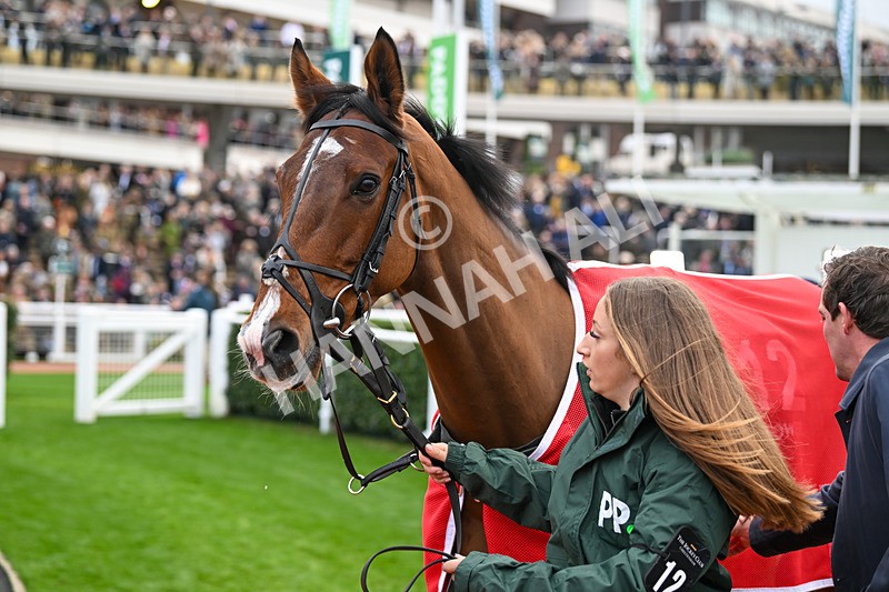 161124-Race 4-Paddock-Madara-0296 - Race 4