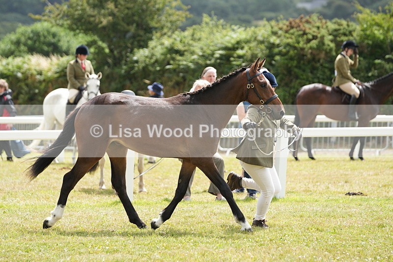 DSC06067 - Class 54: Hunter/Riding Horse/Hack 1 & 2 yr olds