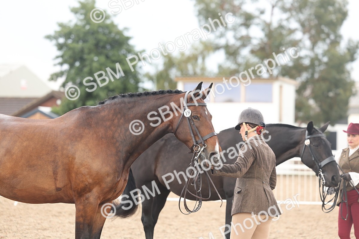 SBM_07867 - Class 28 - IH Veteran Horse
