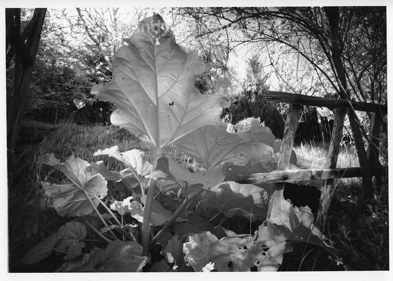 Rhubarb IR - Black & White Pictures