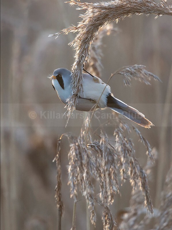WINTER BEARDIE - Andy Cotton