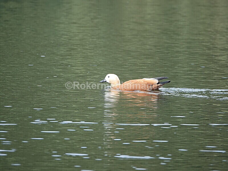 CHINA__0123 - China 2019