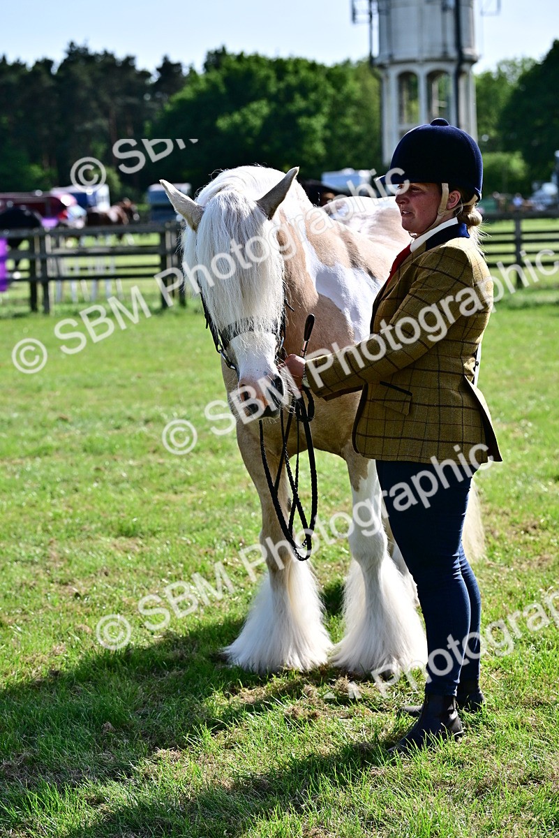 SBM_10125 - Class 63-65 - Traditional Gypsy Cobs In Hand & Ridden