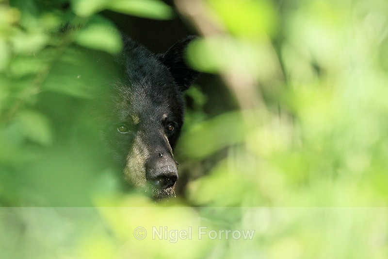 Hidden Black Bear, Minnesota, USA - American Black Bear