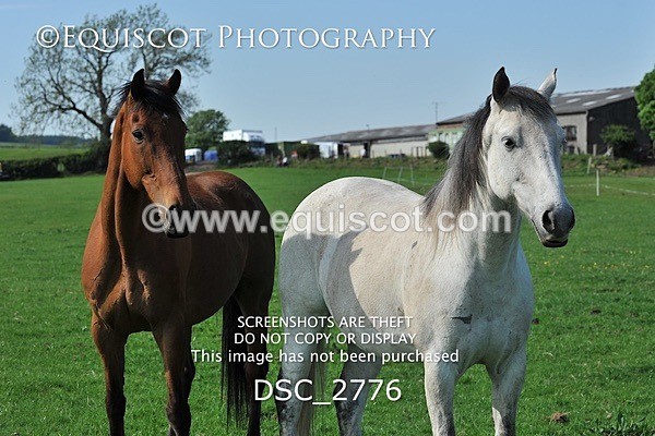 DSC_2776 - ARCHIVE REQUEST - Quincy and Guinness