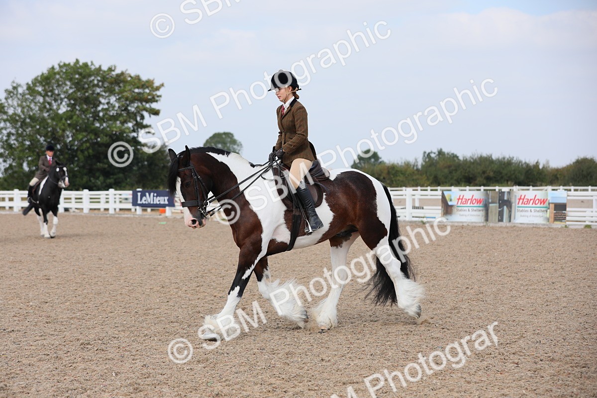 SBM_13433 - Class 308 Ridden Coloured Horse