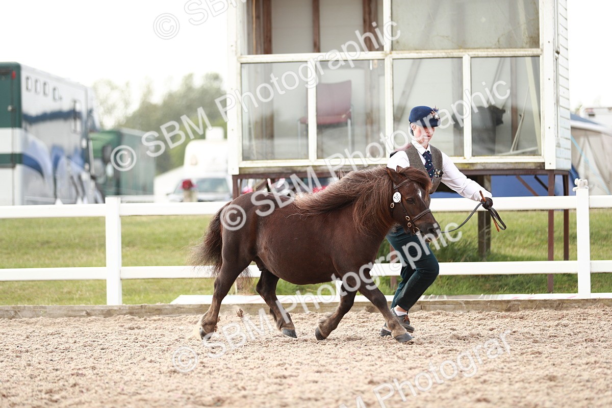 SBM_11775 - Class 206 IH Non Show Type Pony