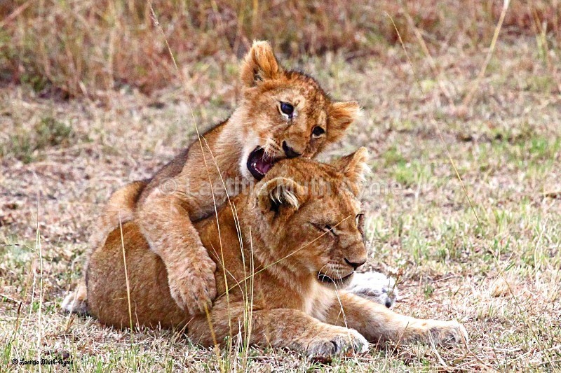 IMG_2132 Maasai Mara - Lions