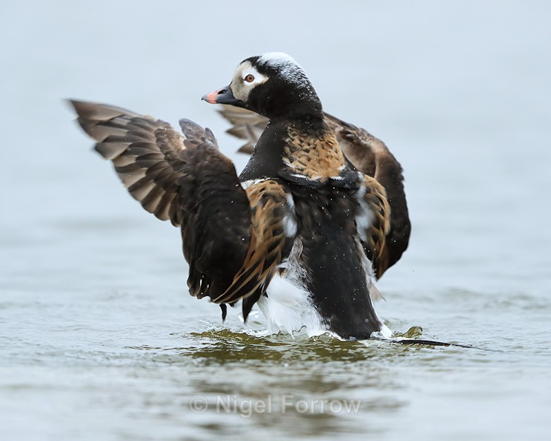 Long-tailed Duck (male) back view, Iceland - Long-tailed Duck