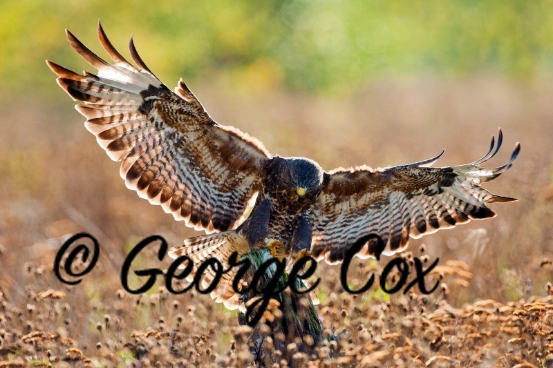 buzzard buteo buteo