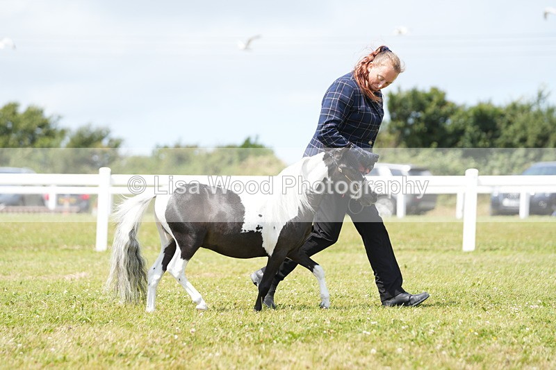 DSC06538 - Class 56: Miniature Horse 1, 2 & 3yr olds
