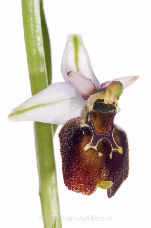  - WB: Orchids - Ophrys