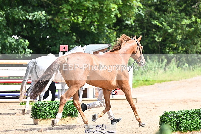 240718A-105236-00918 - Trot Up 11am to 12pm