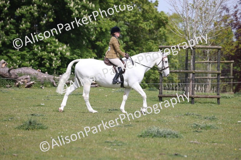 20260426-4296 - Class 34 - Best Riding Horse Over 14.2hh