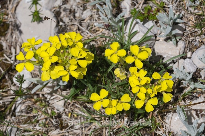 Erysimum_pseudorhaeticum.Appennine_Treacle_Mustard - Wild Flowers - 1