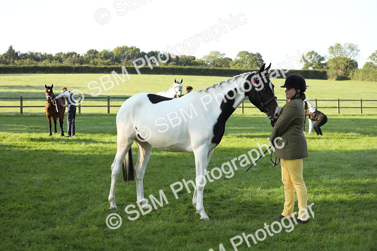 SBM_57964 - S42 - Youngstock