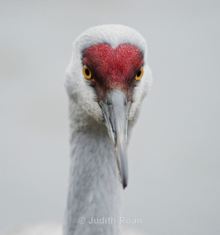 Sandhill Crane-2 - Reifel Refuge