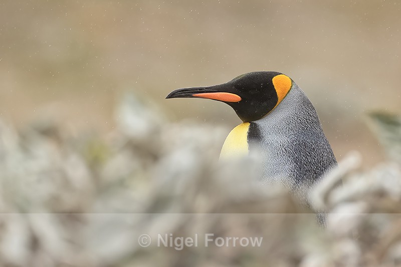 King Penguin head above sea cabbage, Saunders Island, Falklands - King Penguin