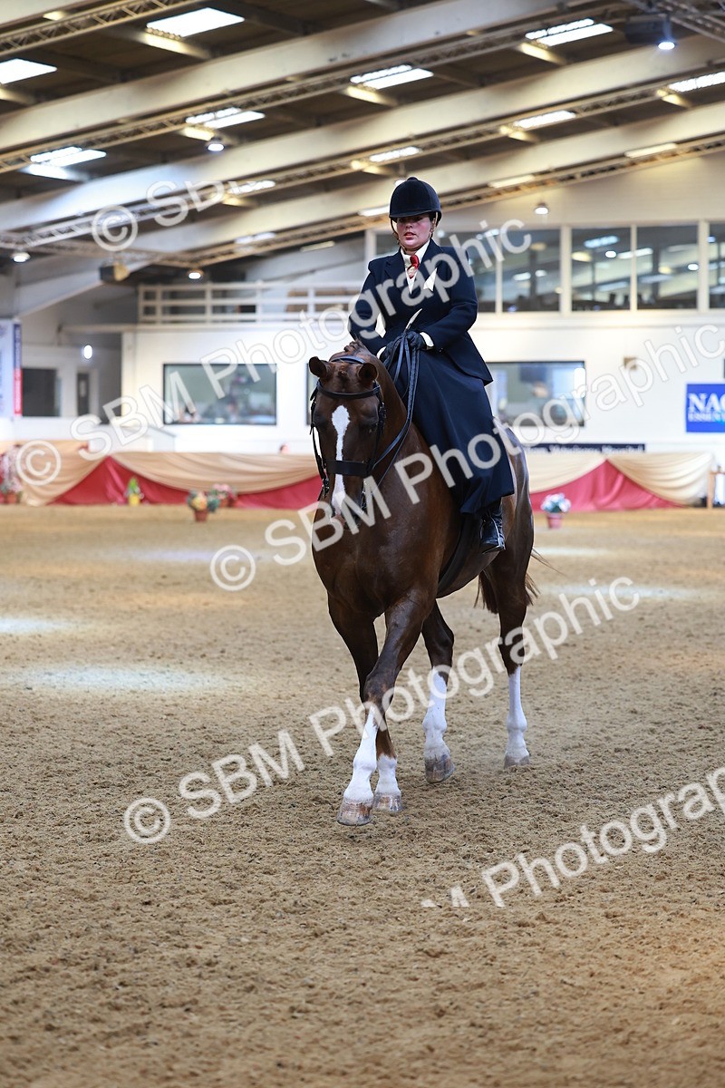 SBM_12550 - Class 103 - HOYS Veteran Qualifier - Ridden Pre Vet