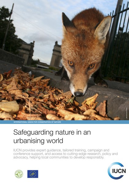  - Urban Foxes, Bristol, Great Britain