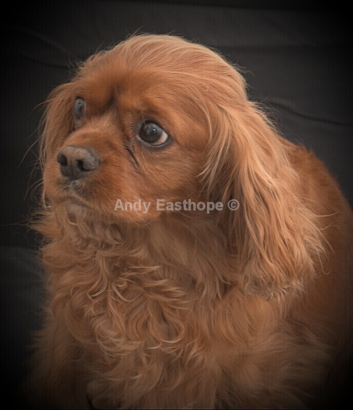 20220502_091343 - Tommy the King Charles