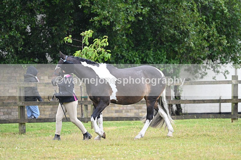 WJ7_5725 - Class 4 Prettiest Mare in Hand