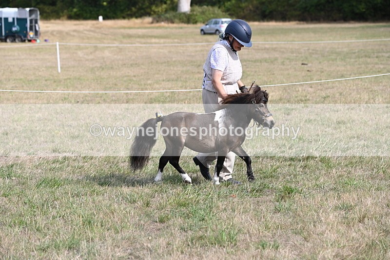 WJ6_6826 - Class 21 Shetland & Mini Horses
