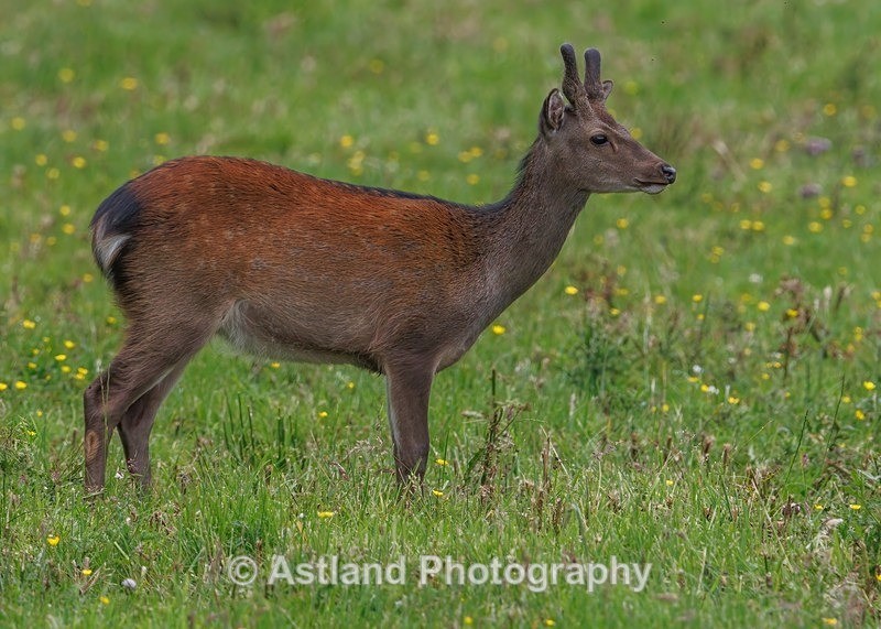 Sika Deer - Latest Images