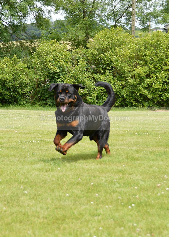  - Rottweilers
