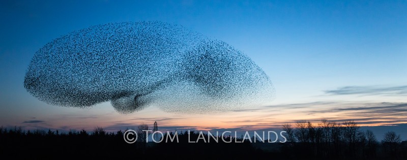 Starlings - Starlings and Murmurations