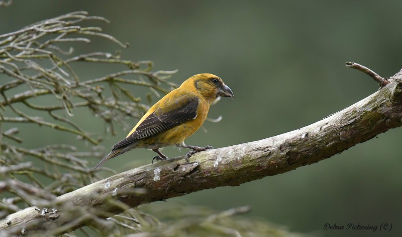 Common Crossbill - Birds