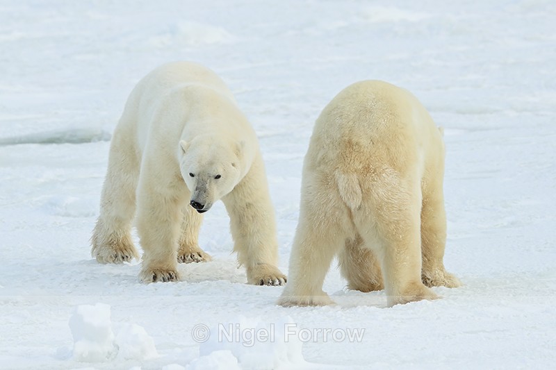 Male Polar Bear confrontation, Churchill, Canada - Polar Bear