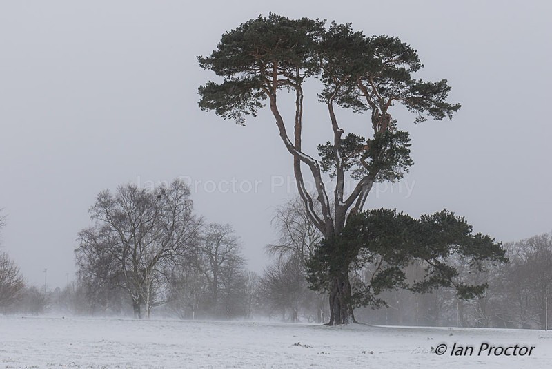 Winter at Barnett Demesne - Winter
