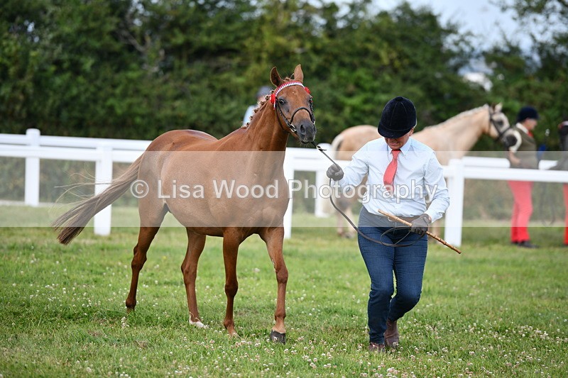DSC_8503 - Class 69: Pure, Anglo & Part Bred In Hand Arab