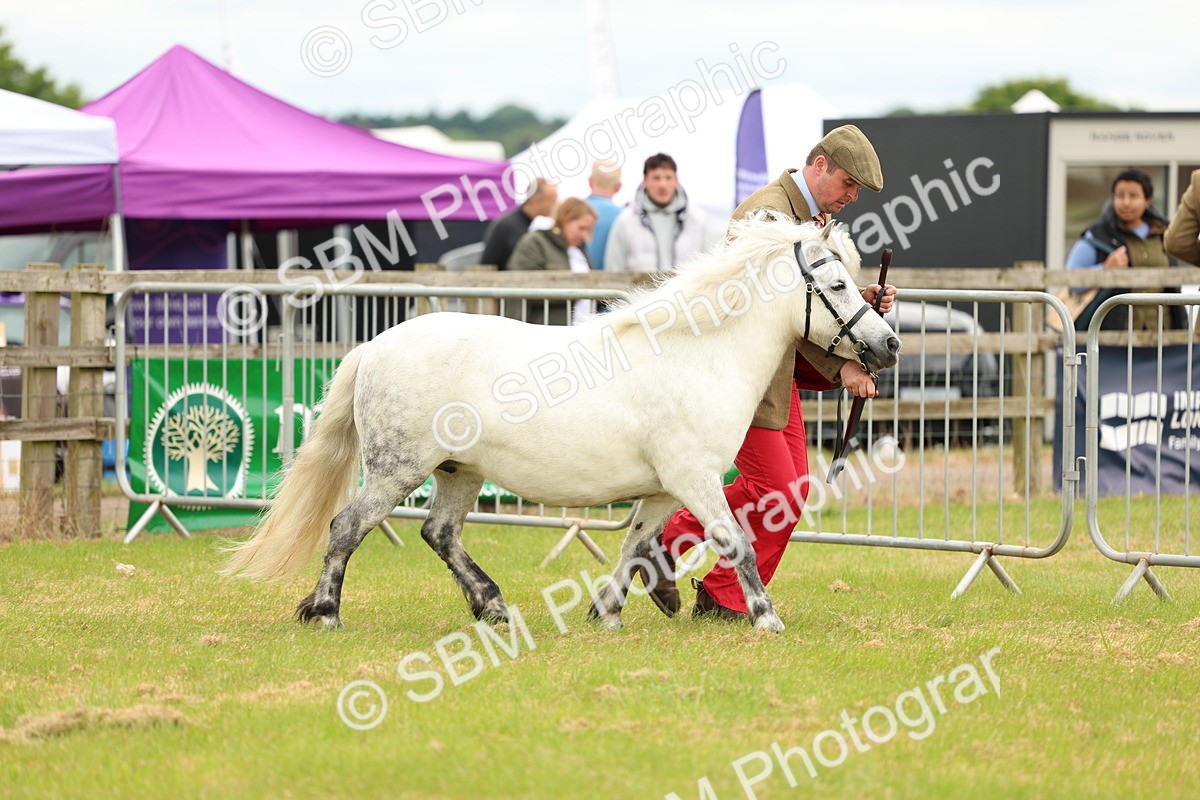 SBM_04356 - Class 64-67 - Shetland Pony In Hand