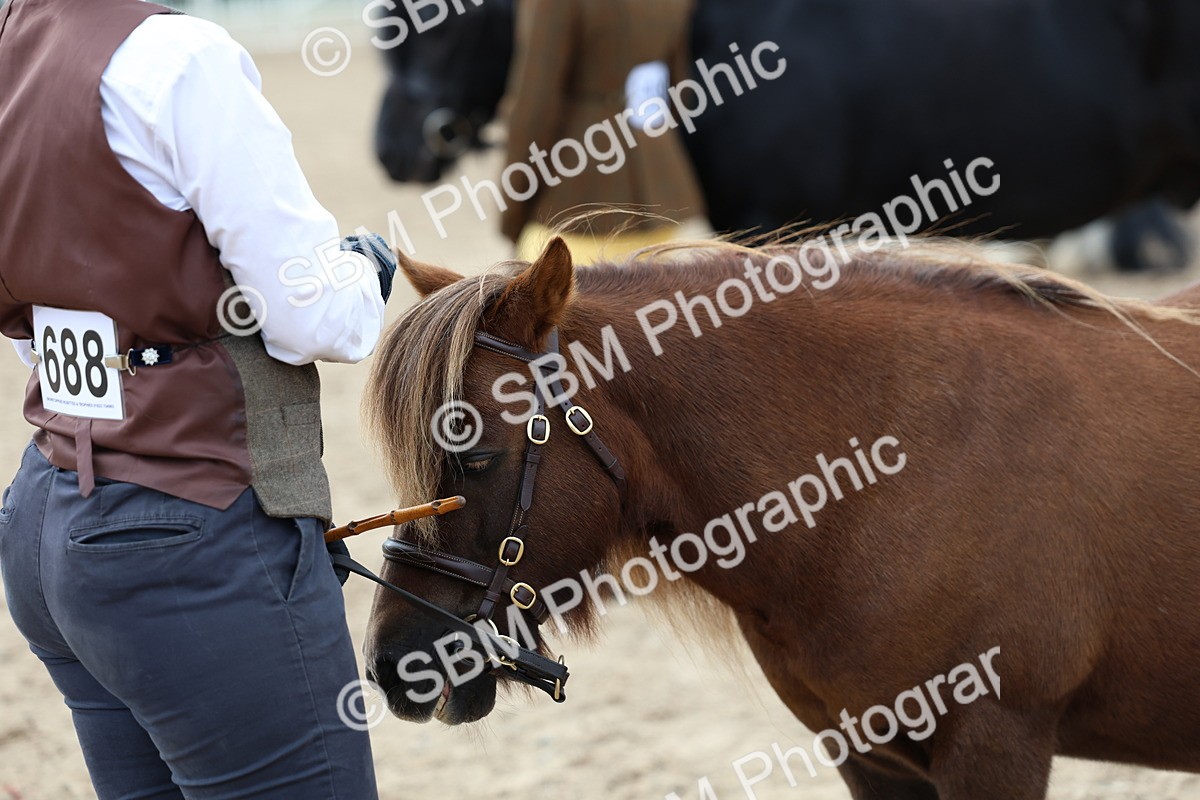 SBM_05966 - Class 29 - IH Veteran Pony