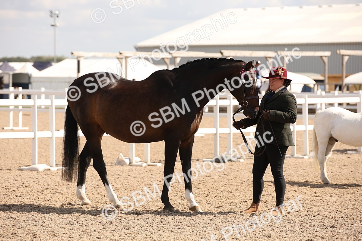 SBM_03410 - Class 18 Handsomest Gelding (IH or Ridden)