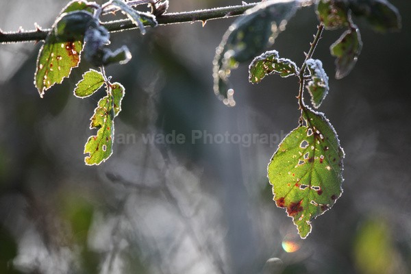 Winter Flowers FL071 - Wild Flowers,  plants & Fungus photography, Great Britain