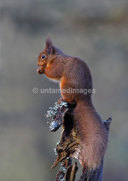 Red Squirrel - United Kingdom